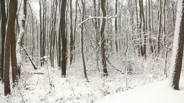 Vinter Blizzard Snöfall Vit Skog — Stockvideo