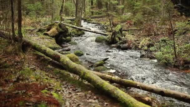 Stream Boreale Bossen Dolly Geschoten Met Geluid — Stockvideo