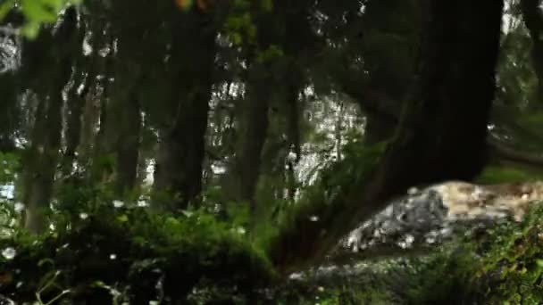 雨林倒映在河水中的抽象背景 — 图库视频影像