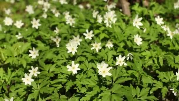 Erste Frühlingswindblume Holzanemone Aus Nächster Nähe — Stockvideo