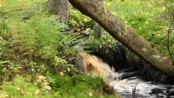Deštný Prales Vodopád Zelenající Zvukem — Stock video