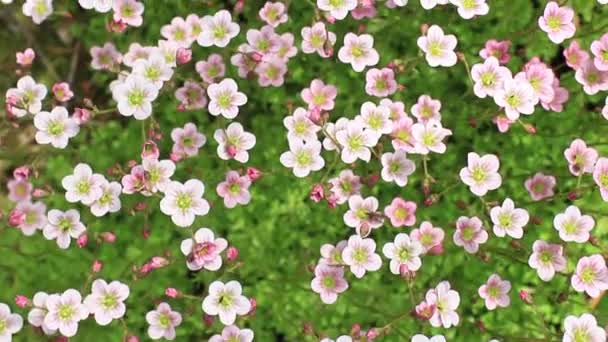 Blühende Helle Blüten Locken Mit Ihrem Nektarschuss Viele Insekten — Stockvideo