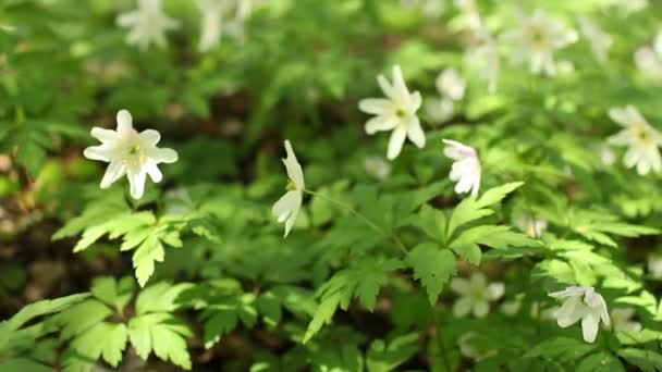 Jarní Květ Dřevo Anemone Kamera Pohybu Zblízka — Stock video