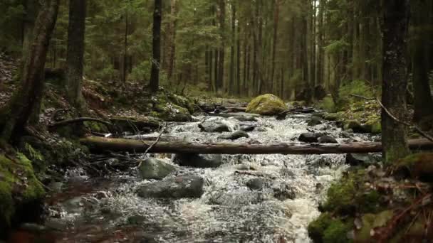 Orman Ses Ile Şelale Önden Görünüm — Stok video