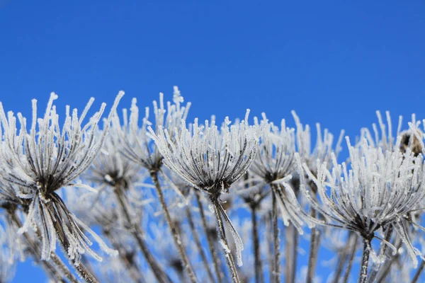 Invierno Flores blancas contra el cielo azul — Foto de Stock