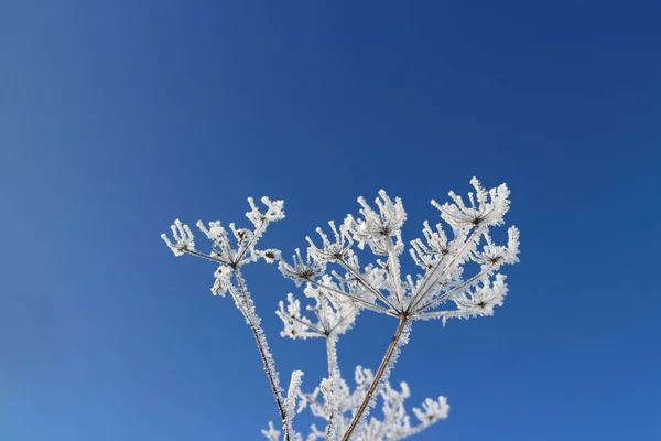 Flores brancas de geada contra o céu azul — Fotografia de Stock