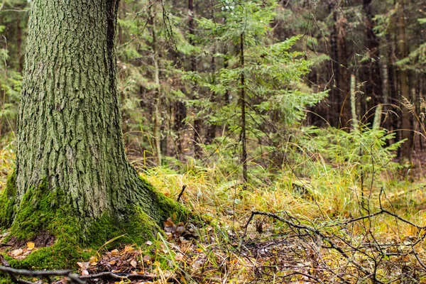 Paisaje Forestal Tronco Pino Primer Plano —  Fotos de Stock