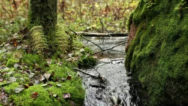 Córrego Floresta Tropical Verde Com Som — Vídeo de Stock