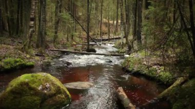 Ses ile geniş akışı yeşil yağmur ormanı