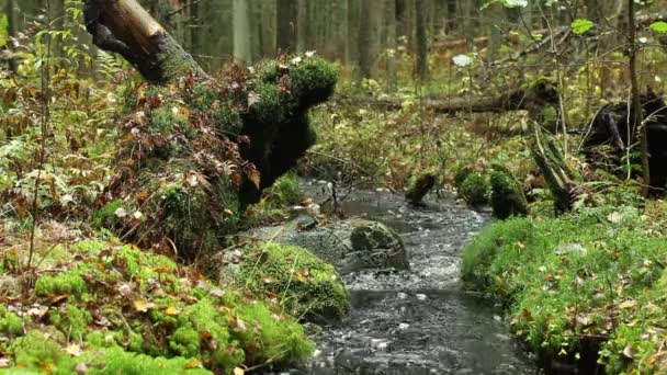 Струмок Зеленому Дощовому Лісі Звуком — стокове відео
