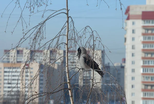乌鸦在树上树枝一只城市的小鸟 — 图库照片