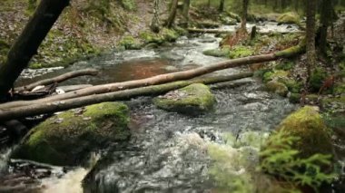 Dağ nehir ses ile yeşil yağmur ormanlarında