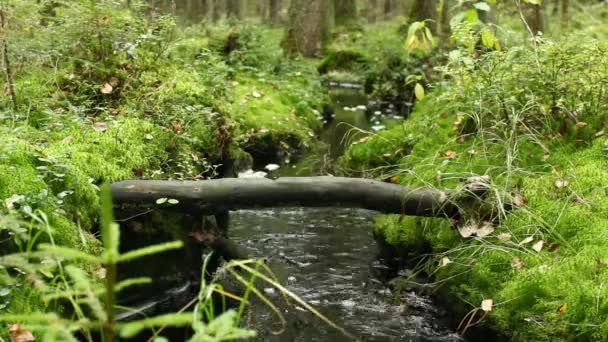 Καθαρό Δροσερό Νερό Την Άνοιξη Τροπικό Δάσος Ήχο — Αρχείο Βίντεο