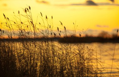watersky, sonbahar golden sunset bulvarında göl kamışı