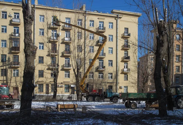 Şehirde Bir Chainsaw Şube Eski Yüksek Ağaçlar Petersburg Rusya Mart — Stok fotoğraf
