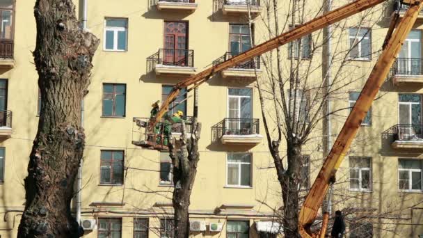 2018 ロシア サンクトペテルブルク 庭師が都市でチェーンソー支店旧高木をカットします — ストック動画