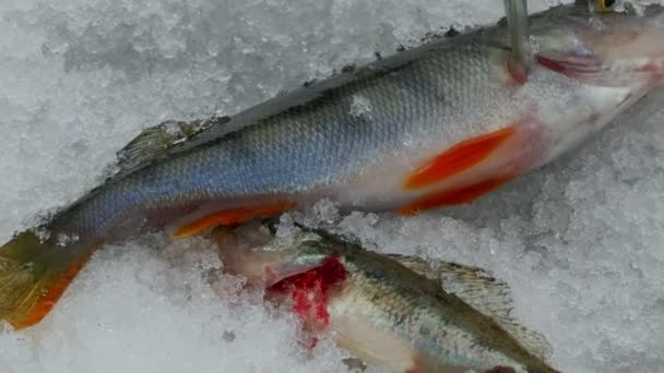 Poleiros Pesca Movimento Câmera Inverno Perto — Vídeo de Stock