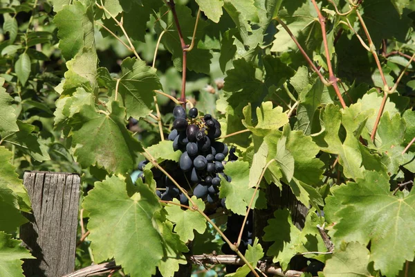 Ripe Black Grapes Grapevine Vineyard — Stock Photo, Image