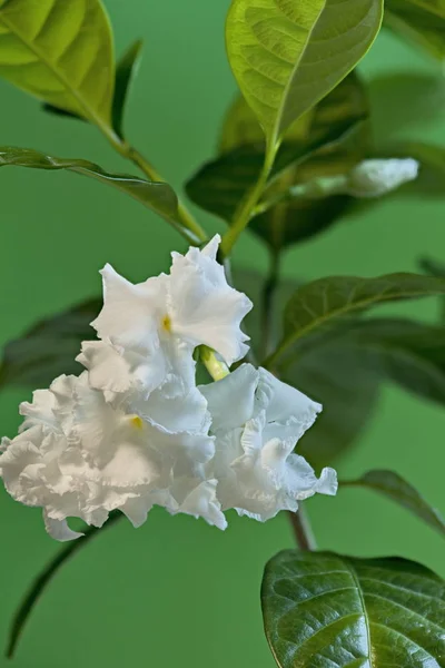 Witte bloemen tabernaemontana — Stockfoto