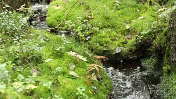 Kleiner Gewundener Bach Sattgrünem Wald — Stockvideo