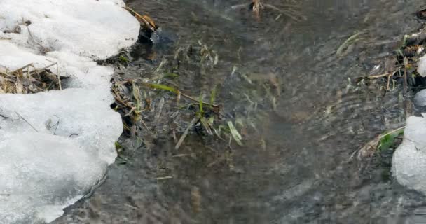 Winterschnee Schmilzt Fließendes Quellwasser — Stockvideo