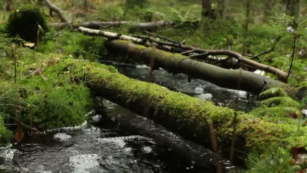 Bosque Lluvioso Sombrío Árboles Caídos Arroyo Primer Plano Con Sonido — Vídeo de stock