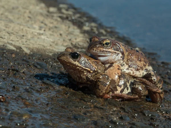 Couple Frogs Mated Spring Day — Stock Photo, Image
