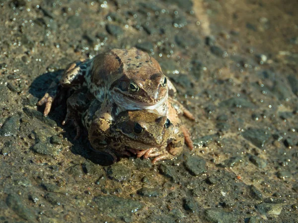 春の日に合致した つのカエル — ストック写真