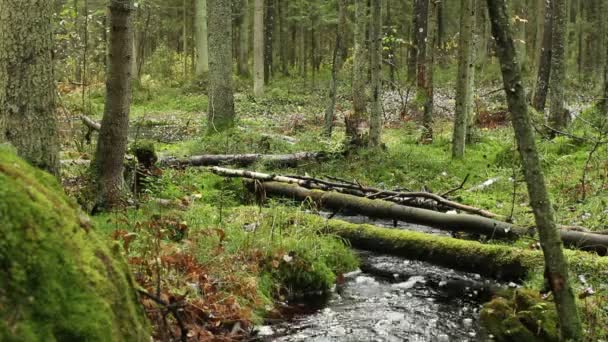 ruisseau sinueux dans la forêt verte 