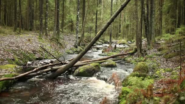 Rivier Stroomt Van Helling Pine Forest Omgevallen Boom — Stockvideo