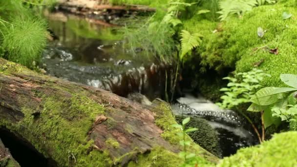 source de forêt avec de l'eau propre près de , 