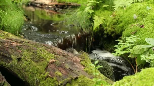 Manantial Forestal Con Agua Limpia Cerca — Vídeo de stock