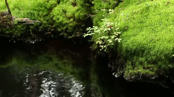 Acqua Fredda Pulita Verde Muschio Foresta Primavera Vicino — Video Stock