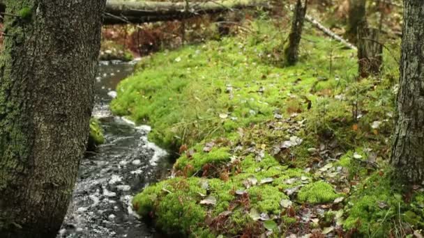 Meanderende Creek Herfst Bos Boom Voorgrond — Stockvideo