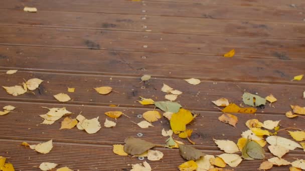 Broom Sweeps Fallen Leaves Close — Stock Video