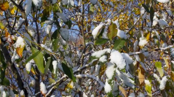 初雪落在黄叶上 全景尽收眼底 — 图库视频影像