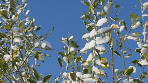 Neige Hiver Sur Les Feuilles Arbre Contre Ciel Bleu Zoom — Video