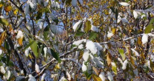 Winter Snow Leaves Tree — Stockvideo