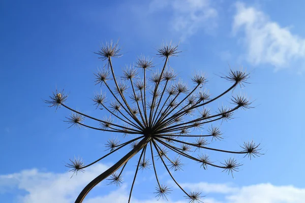 Гигантский сорняк на фоне голубого неба — стоковое фото