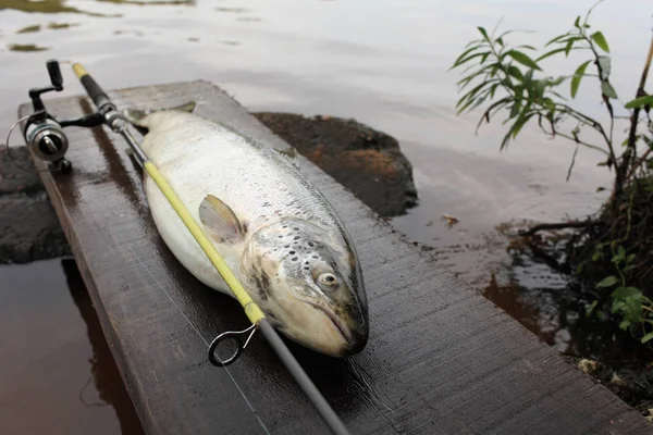 Trophée grande truite poisson — Photo