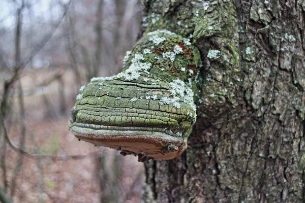 Agrietado Phellinus Igniarius Hongos Yesca Cerca —  Fotos de Stock