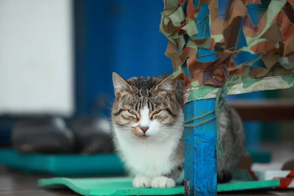 Domácí kočka na verandě — Stock fotografie