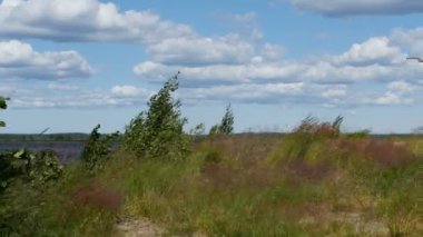Rüzgâr ıssız bir sahilde, kum tepeleri manzarası