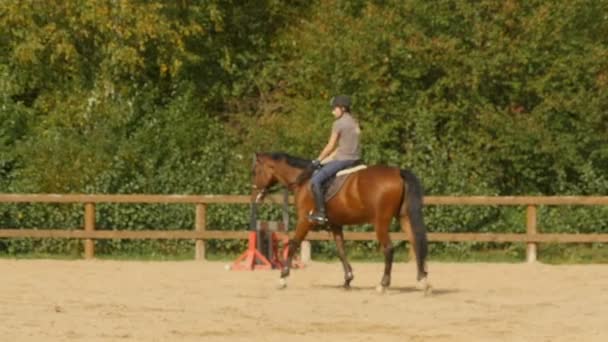 Petersburg Russia August 2019 Horses Show Jumping Field Close Slow — Stock Video