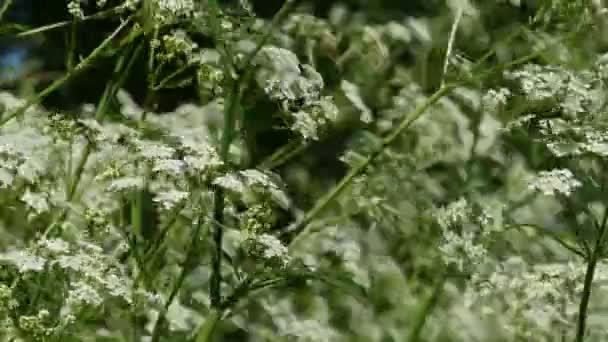 Weelderig Groen Bloeiende Struiken Van Scheerling Wind Zwaait Panorama — Stockvideo