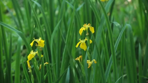 Irissen Bloemen Een Wetland Een Groene Achtergrond — Stockvideo