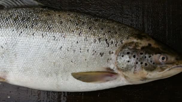 Salmón Gigante Peces Trofeo Cerca Panorama — Vídeos de Stock