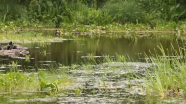 Bataklıklı göl manzarası, döngü
