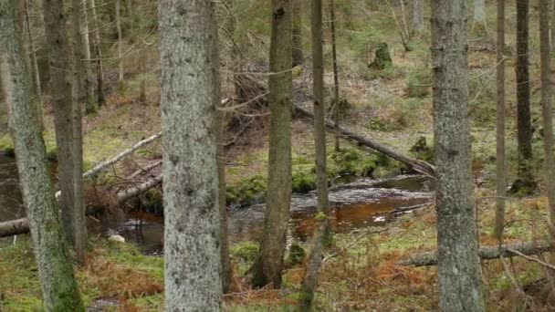 Kurvenreicher Waldbach Tal Windbruchwald Herbstlandschaft Panorama Teil Zwei — Stockvideo