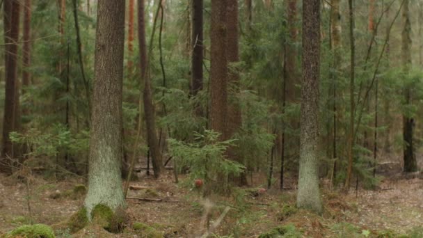Tajemniczy Las Świerkowy Pnie Pokryte Zielonym Mchem Panorama — Wideo stockowe